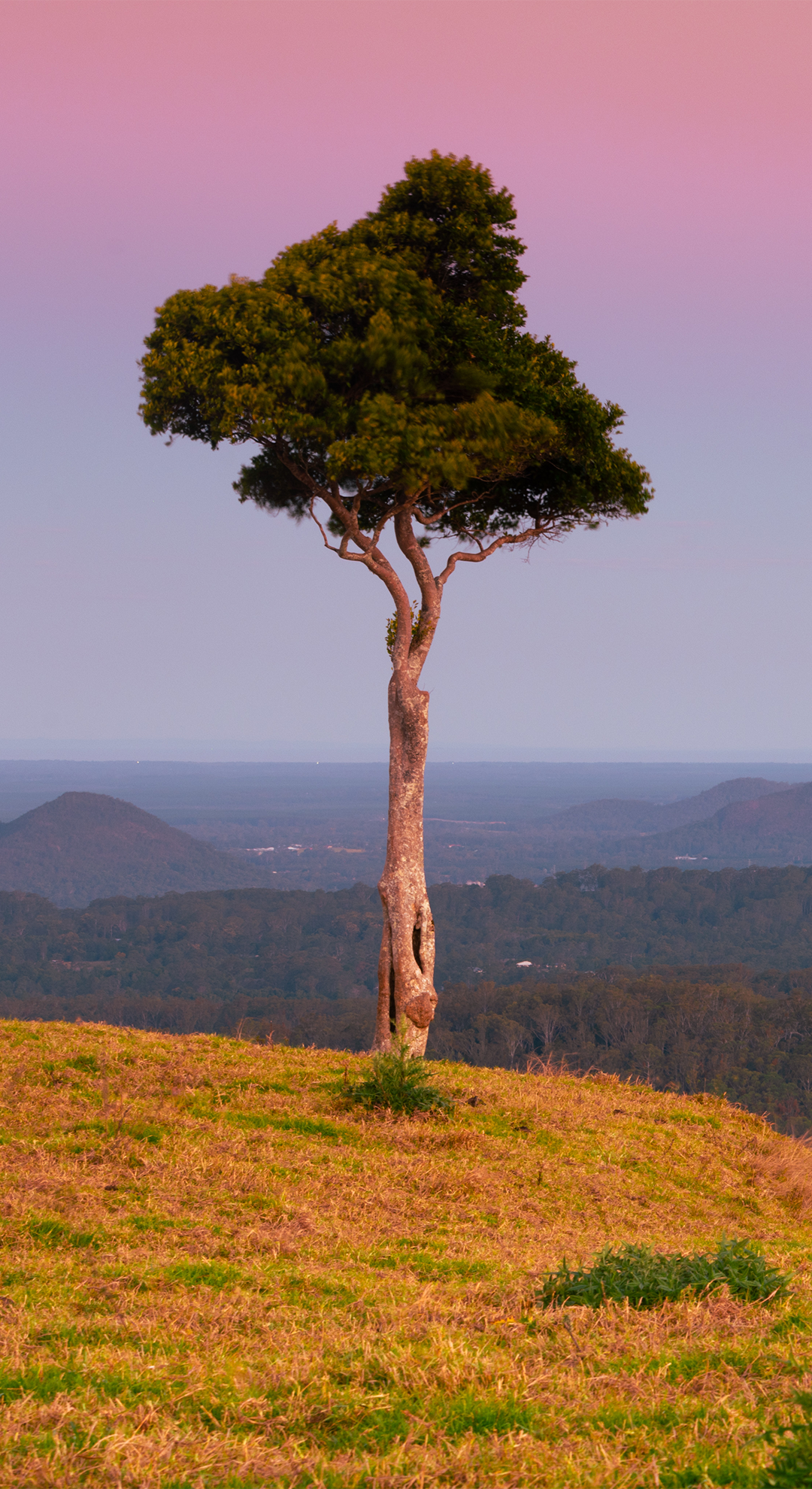 Black 100% 'Maleny 4552' Cotton Tea Towel
